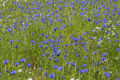 Close-up of purple flowering plants on field