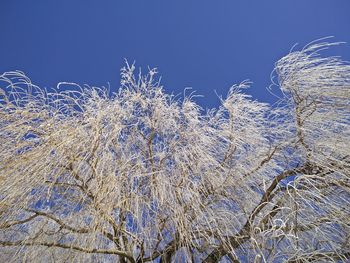 Low angle view of trees against clear blue sky