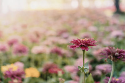 Close-up of pink flowering plants