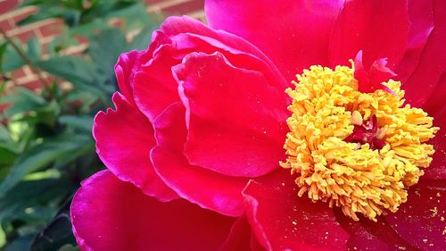 Close-up of pink rose