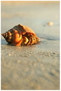 Close-up of seashell on beach