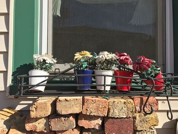 Flowering potted plants on window