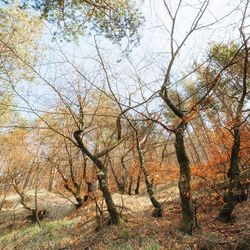 Trees in forest against sky