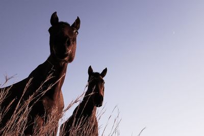 Portrait of horse against clear sky