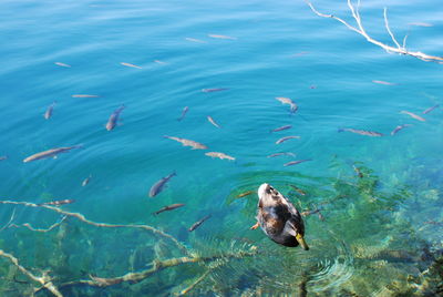 Duck and fish plitvice lakes national park