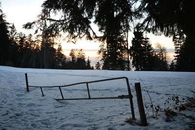 Snow covered trees in winter