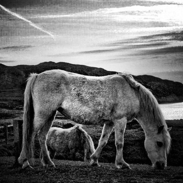 animal themes, mammal, domestic animals, livestock, horse, herbivorous, two animals, standing, one animal, side view, zoology, full length, three animals, sky, nature, field, outdoors, togetherness, vertebrate, day