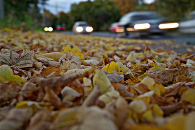 Fallen leaves on street in city