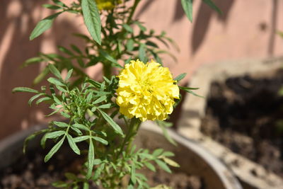 Close-up of yellow marigold blooming outdoors