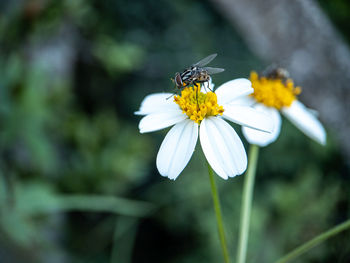 Close-up of bee pollinating on flower