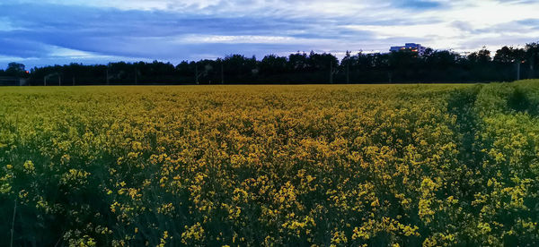 Scenic view of oilseed rape field against sky