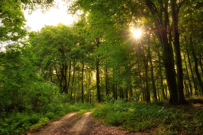 Sunlight streaming through trees in forest