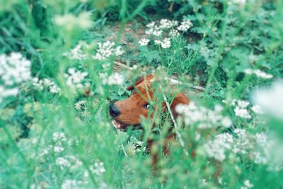 Squirrel on field