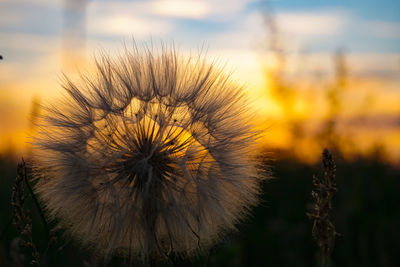 Close-up of wilted dandelion against sky during sunset