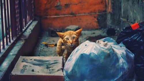 Portrait of cat sitting outdoors