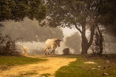 View of a horse on field