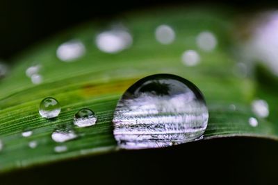 Close up of green leaf