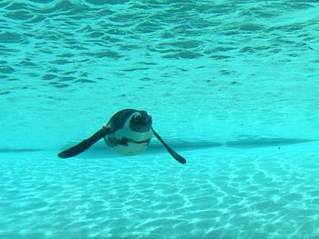 Woman swimming in sea