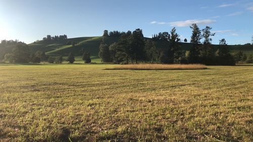 Scenic view of field against sky