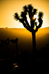 Silhouette tree against sky during sunset