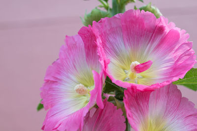 Close-up of pink hibiscus blooming outdoors