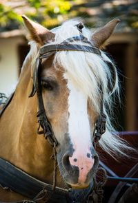 Close-up of horse