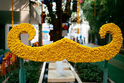 Close-up of yellow flowers on tree