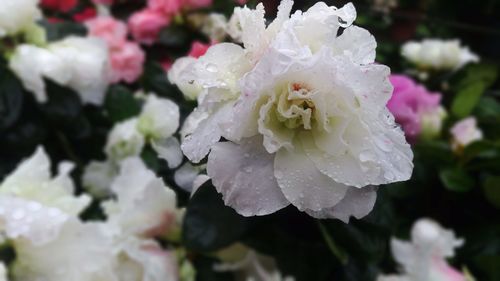 Close-up of white flower with water drops