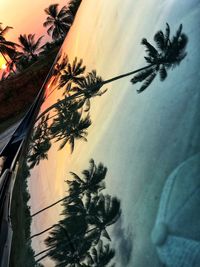 Silhouette of palm trees against sky at sunset