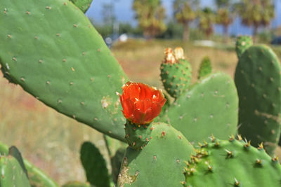 Close-up of prickly pear cactus