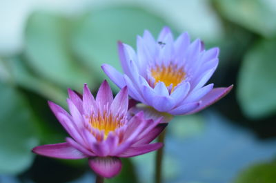 Close-up of purple water lily