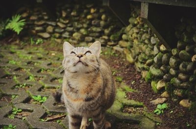 High angle portrait of cat by plants