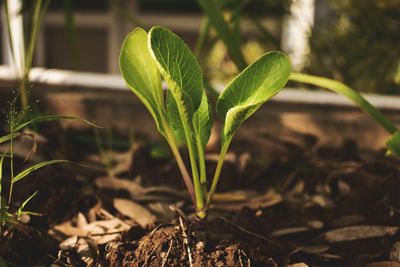 Close-up of plant growing on field