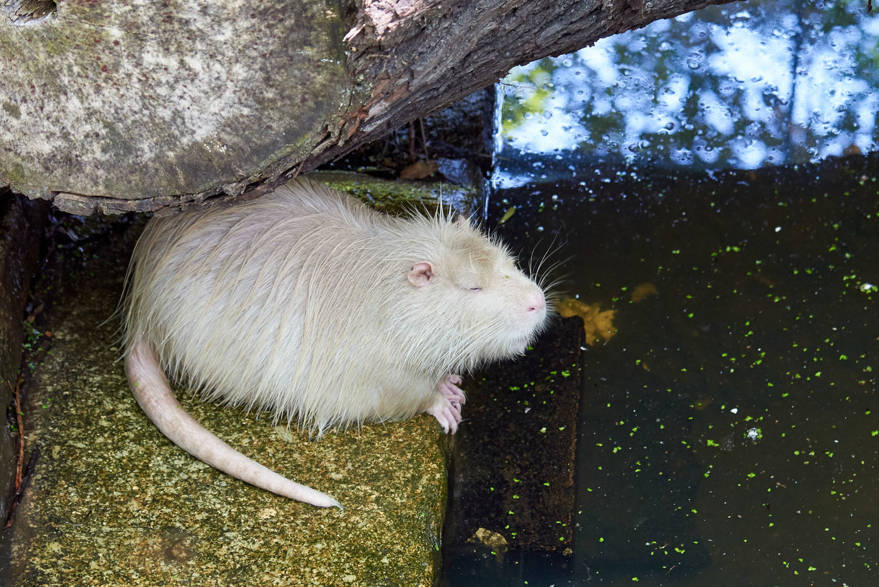 CLOSE-UP OF AN ANIMAL