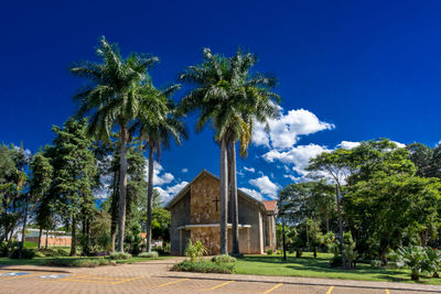 Palm trees and houses against blue sky