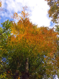 Low angle view of trees against sky during autumn