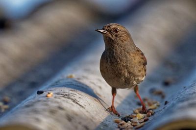 Close-up of sparrow perching outdoors