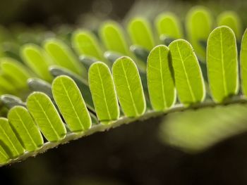 Close-up of green leaves