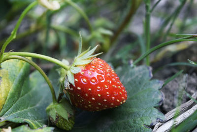 Close-up of strawberries growing outdoors