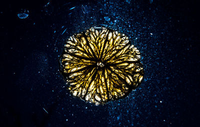 Close-up of jellyfish in water