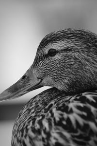 Close-up of duck swimming