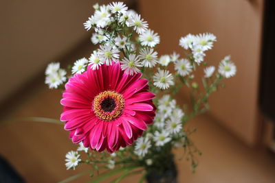 Close-up of pink daisy flower