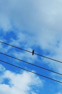 Low angle view of birds perching on power line against cloudy sky