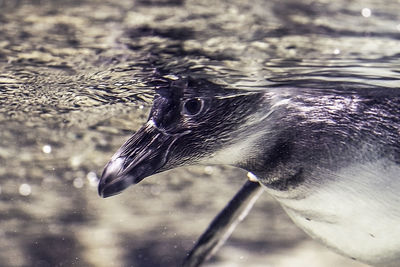Close-up of bird drinking water