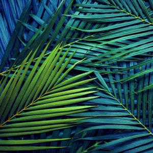 Full frame shot of palm leaf