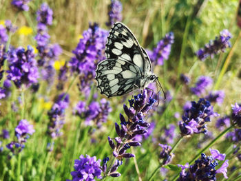 Butterfly on lavender