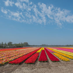 Red flowers on field against sky