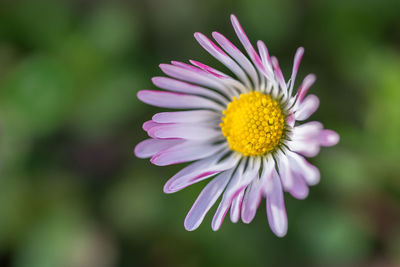 Close-up of pink flower