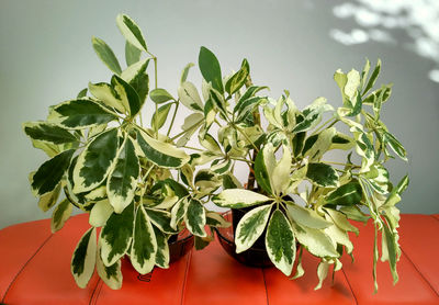 Close-up of potted plant on table at home