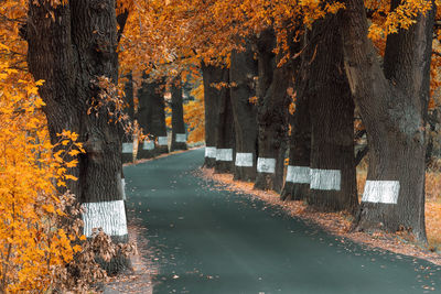 Trees by lake during autumn